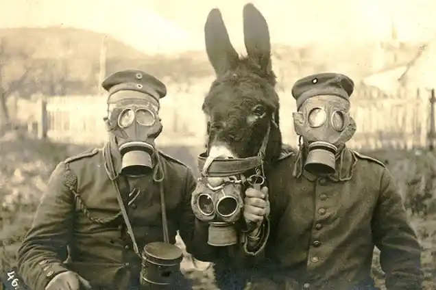 Soldiers and donkey wearing gas masks during wartime chemical warfare training